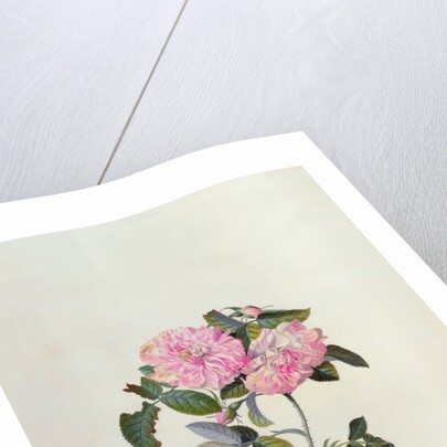 Striped Monthly Rose by Georg Dionysus Ehret