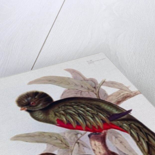 Fine Bird Books by Anonymous