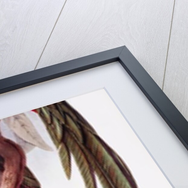 Fine Bird Books by Anonymous