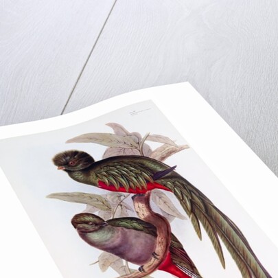 Fine Bird Books by Anonymous