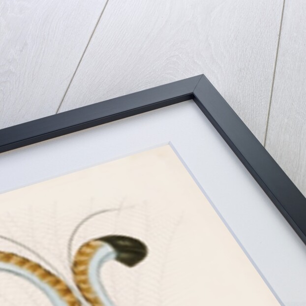 The Lyre Bird by Unknown