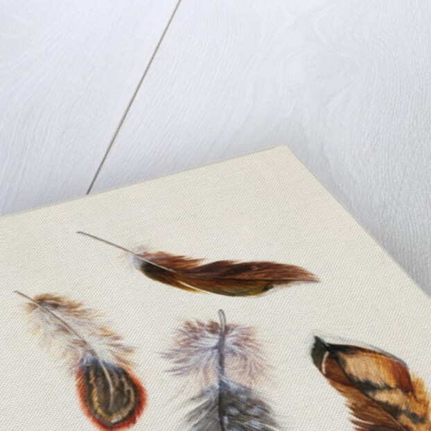 Feathers by Claude Aubriet