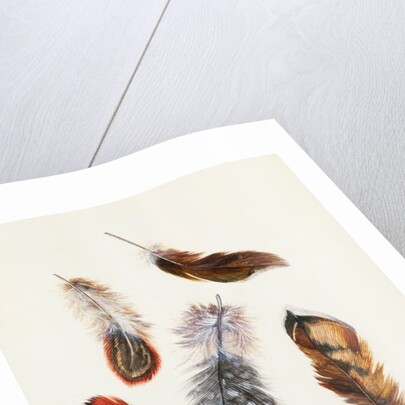 Feathers by Claude Aubriet