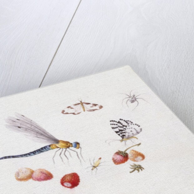 Dragonfly, Magpie Moth, Other insects and Wild strawberries by Claude Aubriet