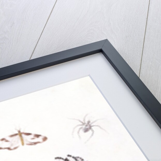 Dragonfly, Magpie Moth, Other insects and Wild strawberries by Claude Aubriet