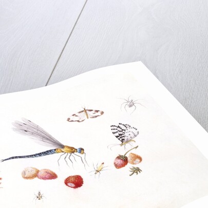 Dragonfly, Magpie Moth, Other insects and Wild strawberries by Claude Aubriet