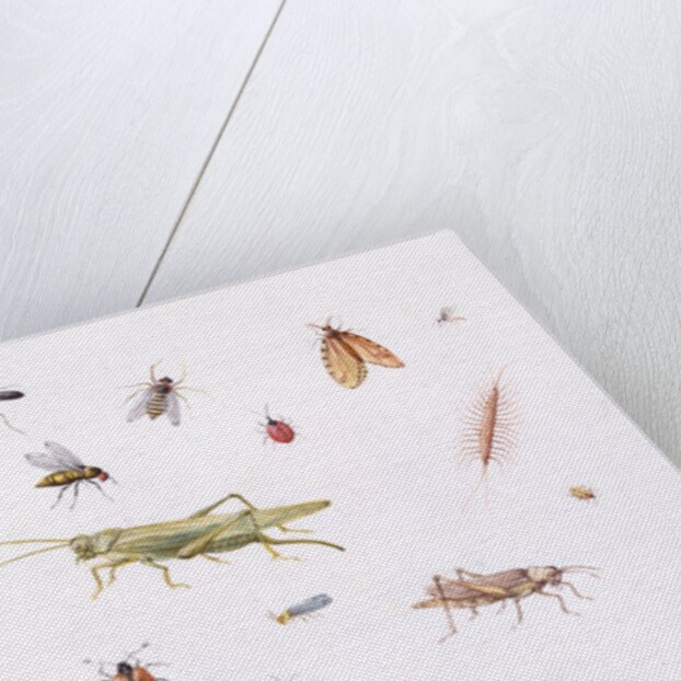 Grasshopper, Caterpillar and Other Insects by Claude Aubriet
