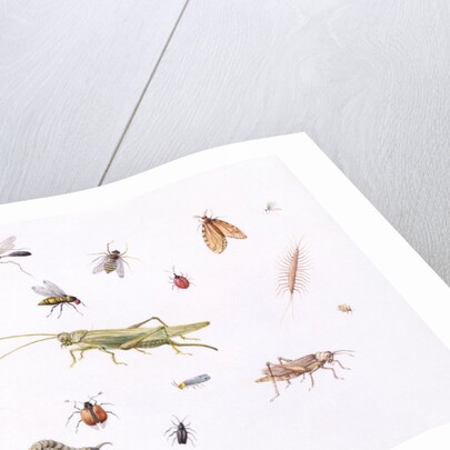 Grasshopper, Caterpillar and Other Insects by Claude Aubriet