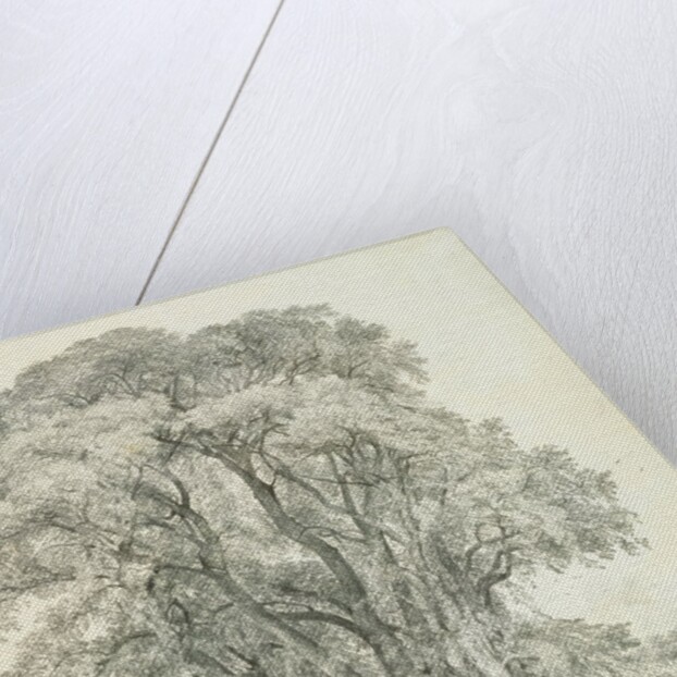 Elm Trees in Old Hall Park by John Constable