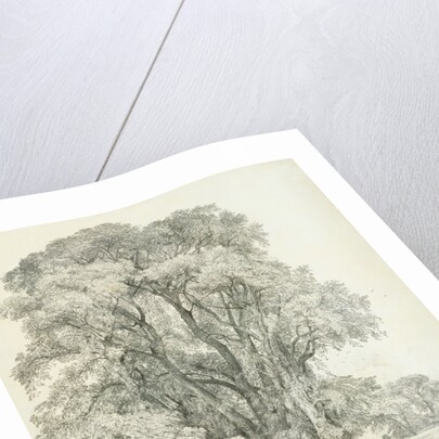 Elm Trees in Old Hall Park by John Constable