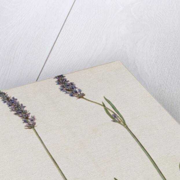 Lavender by Jacques Le Moyne de Morgues