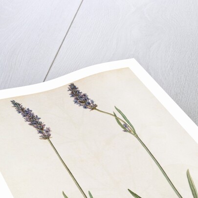 Lavender by Jacques Le Moyne de Morgues