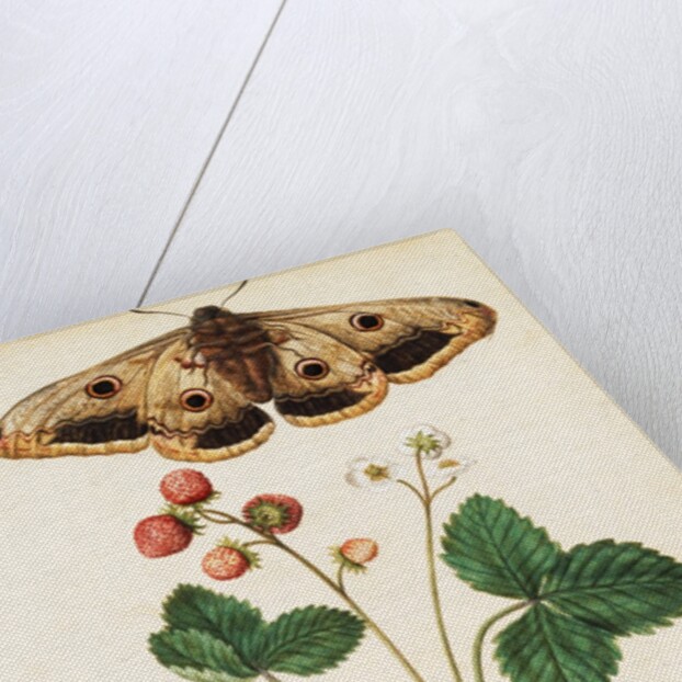Wild Strawberry & Female Emperor Moth by Jacques Le Moyne de Morgues