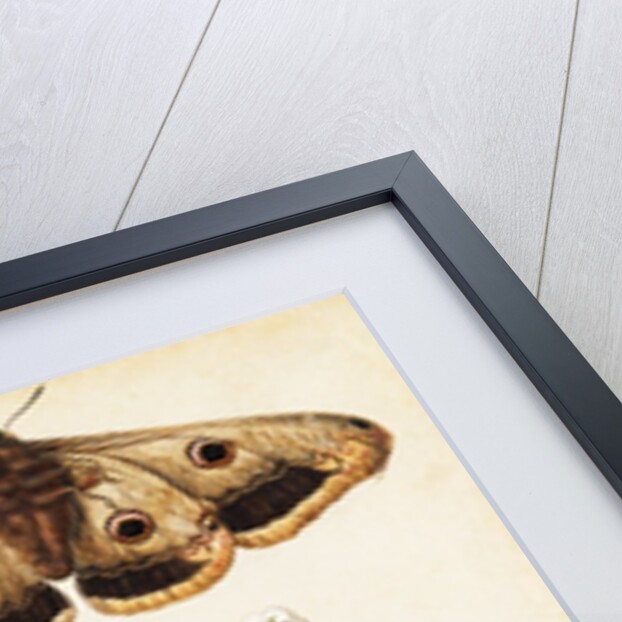 Wild Strawberry & Female Emperor Moth by Jacques Le Moyne de Morgues