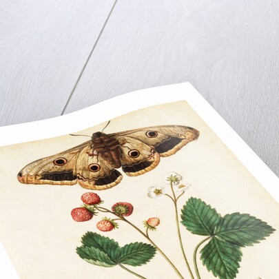 Wild Strawberry & Female Emperor Moth by Jacques Le Moyne de Morgues