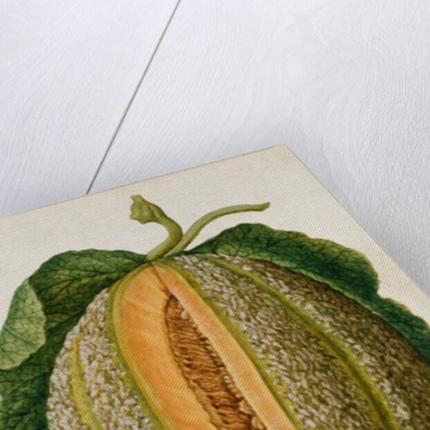 Melon by Jacques Le Moyne de Morgues