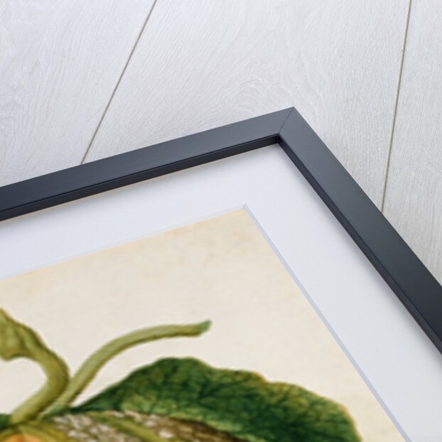 Melon by Jacques Le Moyne de Morgues