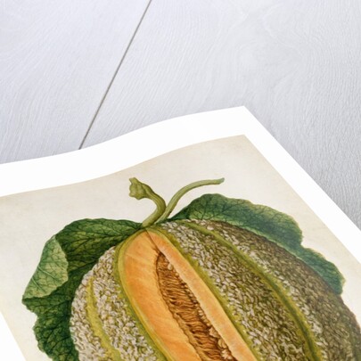 Melon by Jacques Le Moyne de Morgues