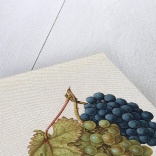 Black Grapes & White Grapes by Jacques Le Moyne de Morgues