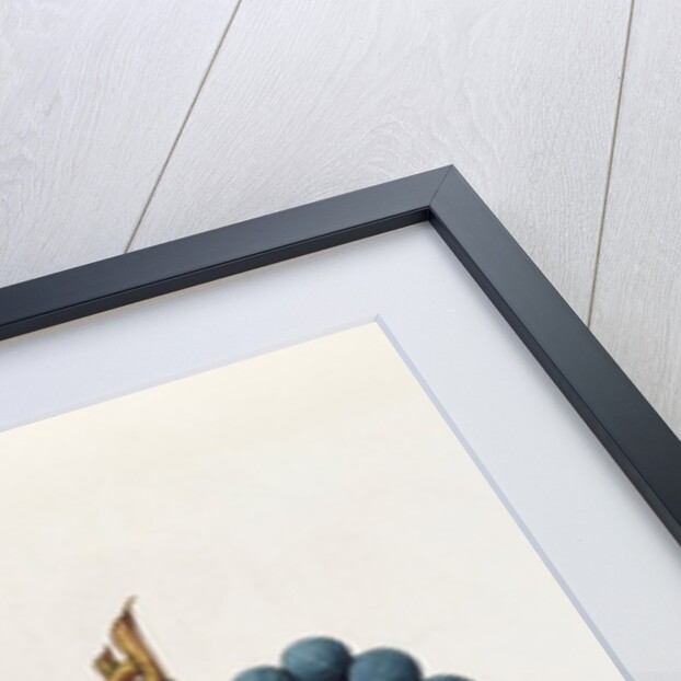 Black Grapes & White Grapes by Jacques Le Moyne de Morgues