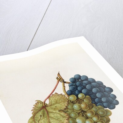 Black Grapes & White Grapes by Jacques Le Moyne de Morgues