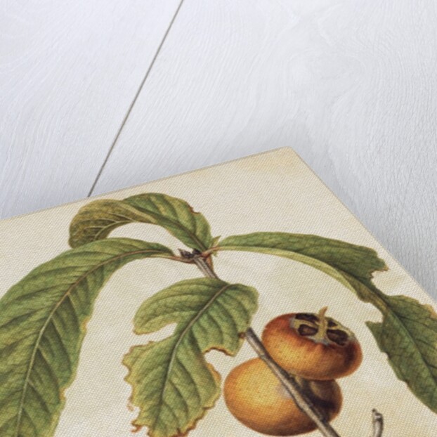 Medlar by Jacques Le Moyne de Morgues