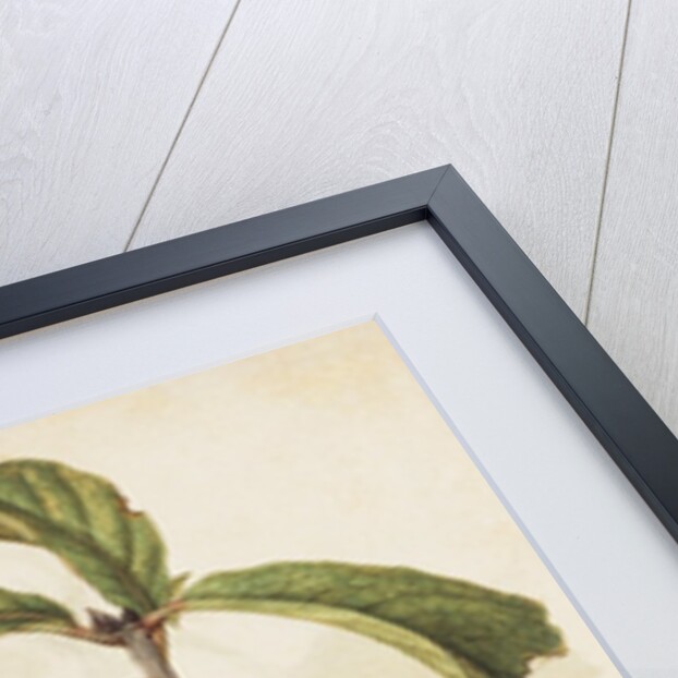 Medlar by Jacques Le Moyne de Morgues