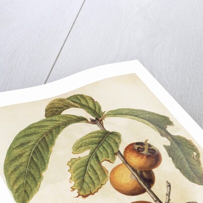 Medlar by Jacques Le Moyne de Morgues