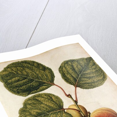 Peach by Jacques Le Moyne de Morgues