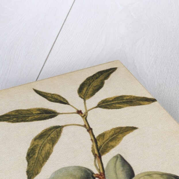 Almond by Jacques Le Moyne de Morgues