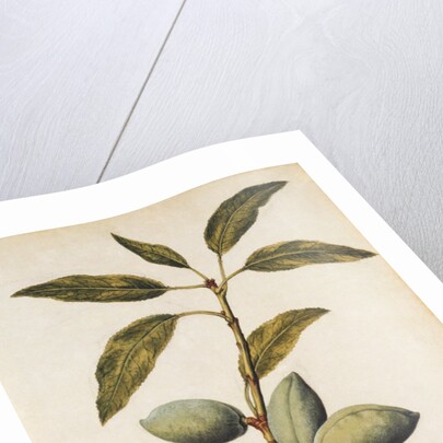 Almond by Jacques Le Moyne de Morgues