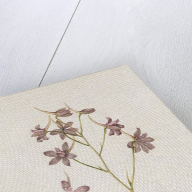 Pied Dalcette by Jacques Le Moyne de Morgues