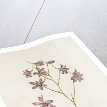 Pied Dalcette by Jacques Le Moyne de Morgues