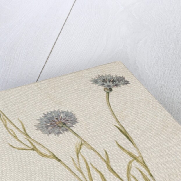 Cornflowers by Jacques Le Moyne de Morgues