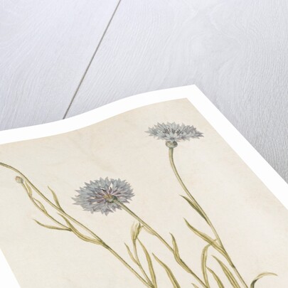Cornflowers by Jacques Le Moyne de Morgues