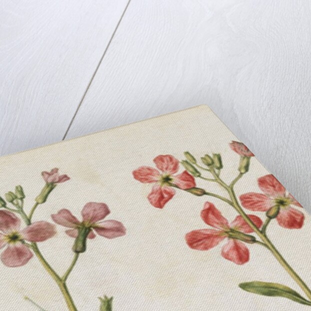 Gilly Flowers by Jacques Le Moyne de Morgues