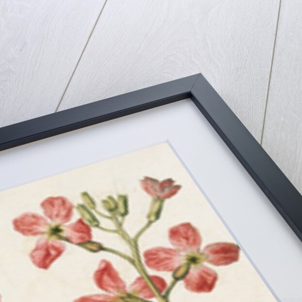 Gilly Flowers by Jacques Le Moyne de Morgues