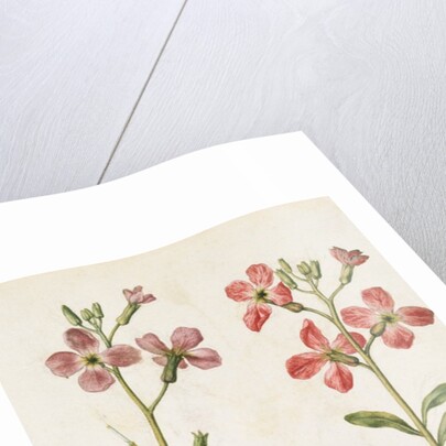 Gilly Flowers by Jacques Le Moyne de Morgues