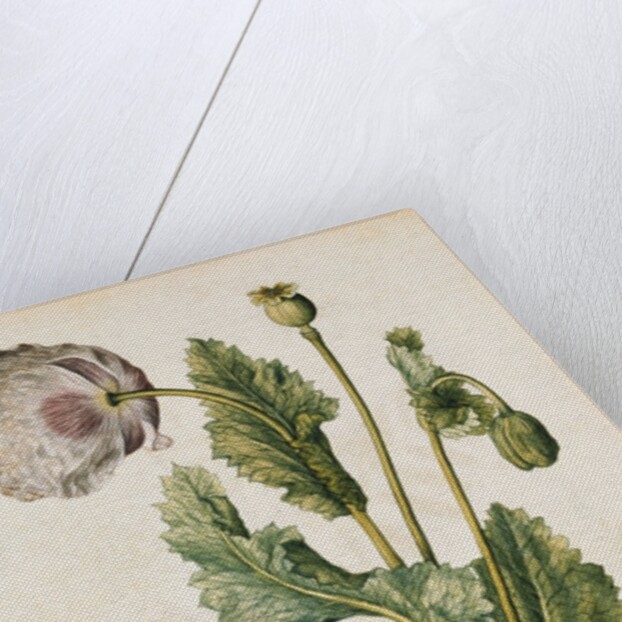 Opium Poppy by Jacques Le Moyne de Morgues
