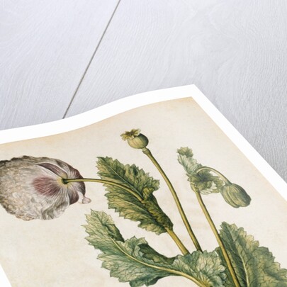 Opium Poppy by Jacques Le Moyne de Morgues