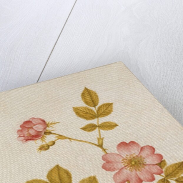 Dog Rose & Caterpillar by Jacques Le Moyne de Morgues