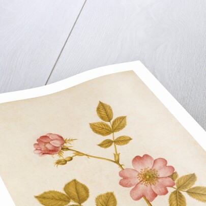 Dog Rose & Caterpillar by Jacques Le Moyne de Morgues