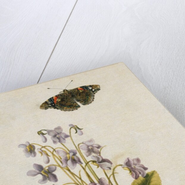 Violets and red admiral butterfly by Jacques Le Moyne de Morgues