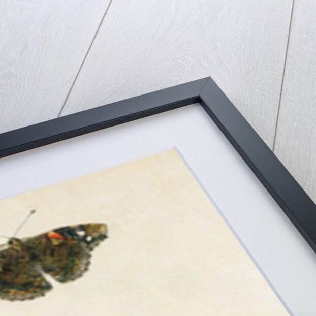 Violets and red admiral butterfly by Jacques Le Moyne de Morgues