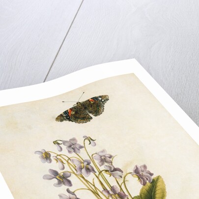 Violets and red admiral butterfly by Jacques Le Moyne de Morgues