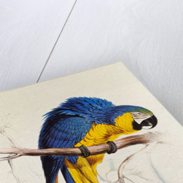 Macrocertus Ararauna by Edward Lear, from Illustrations of the Family of Billacidae or Parrots. London, England, 19th century by Anonymous