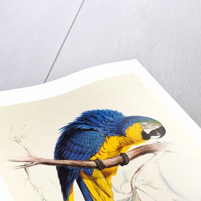 Macrocertus Ararauna by Edward Lear, from Illustrations of the Family of Billacidae or Parrots. London, England, 19th century by Anonymous