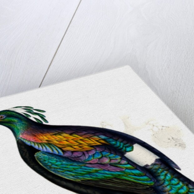 Himalayan Monal Pheasant by Paul Sandby