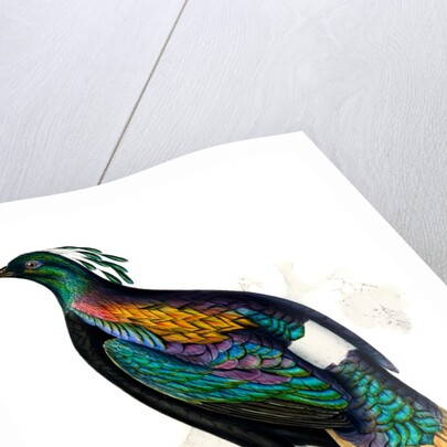 Himalayan Monal Pheasant by Paul Sandby
