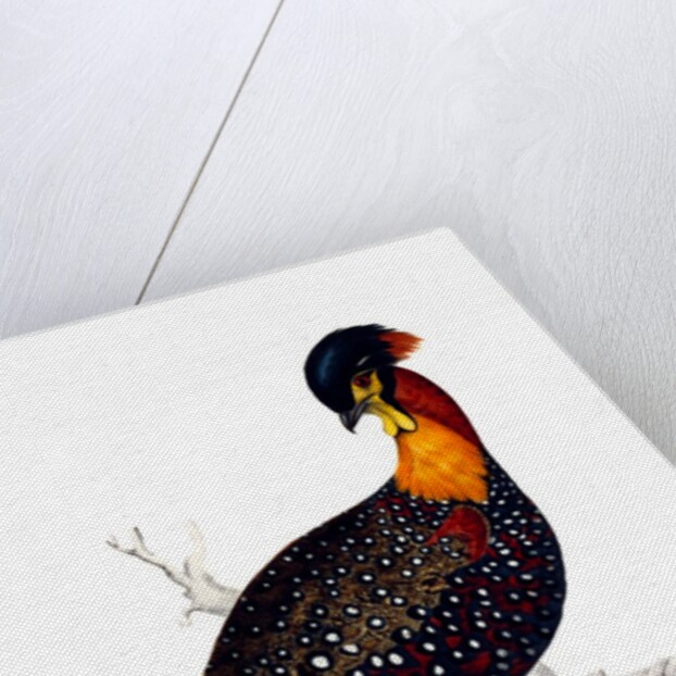 Himalayan Pheasant by Elizabeth Gould